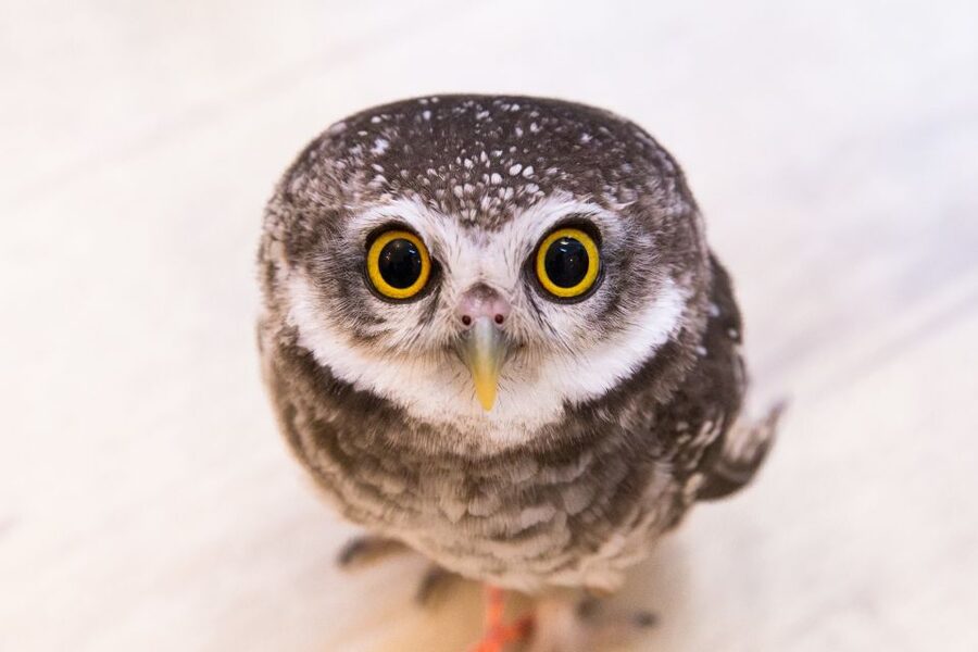 Owl Cafe Tokyo Akiba Fukurou - What the experience does especially well