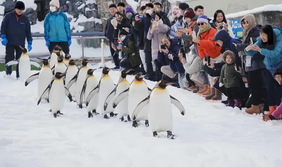 Penguin Fun & Snowmobile : Sapporo Winter (Asahiyama Zoo) - Shikisai-no-oka, with or without a snowmobile