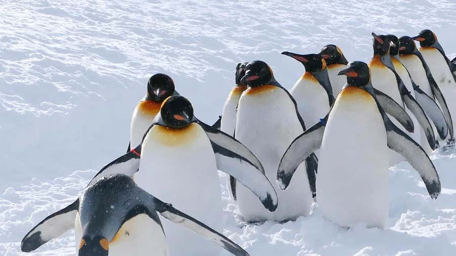 Penguin Fun & Snowmobile : Sapporo Winter (Asahiyama Zoo) - What to bring and who should skip it