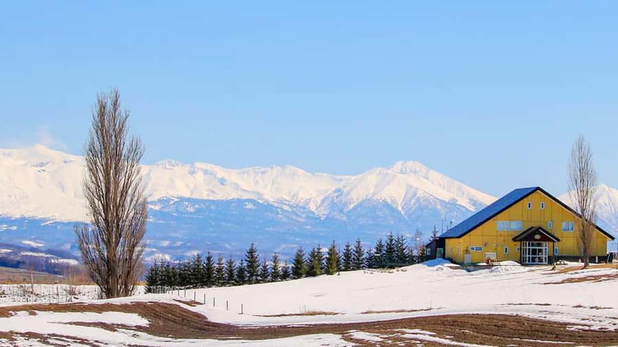 Penguin Fun & Snowmobile : Sapporo Winter (Asahiyama Zoo) - Should you book this Hokkaido winter tour?