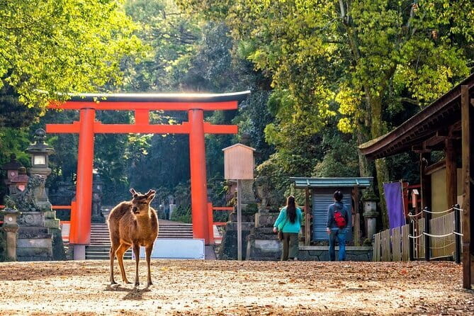 Private Kyoto Customizable Day Tour with English Speaking Driver - Gion and the traditional streets