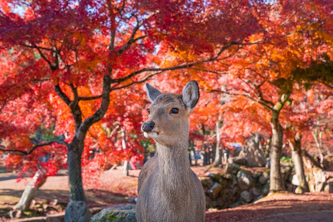 Private Kyoto Tour by Car with Optional Nara or Osaka Add-Ons - What the Kyoto highlights route includes