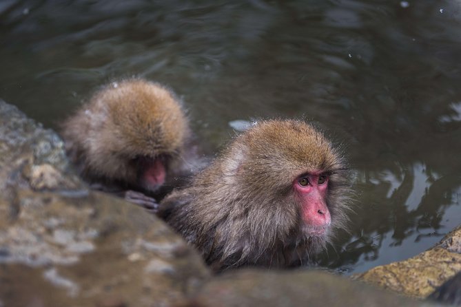 Private Nagano 1-Day Tour:Snow Monkeys,Zenko-ji,Obuse,Sake,Onsen - Key points to know before you book