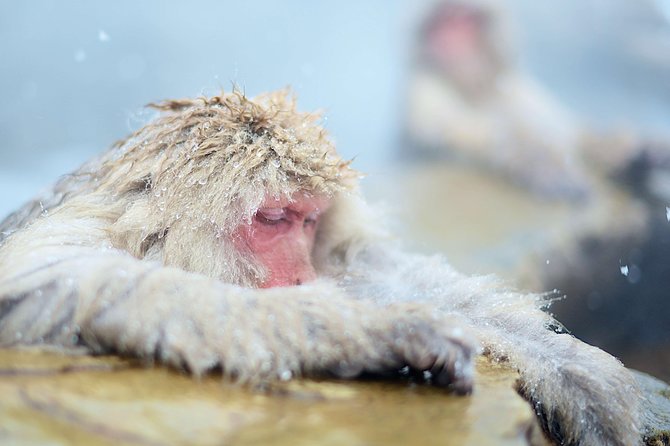 Private Nagano 1-Day Tour:Snow Monkeys,Zenko-ji,Obuse,Sake,Onsen - The Hokusai Museum adds a focused art stop