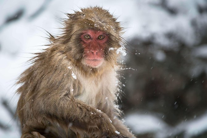Private Nagano 1-Day Tour:Snow Monkeys,Zenko-ji,Obuse,Sake,Onsen - What the private guide adds