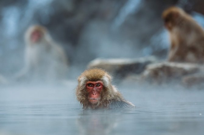Private Nagano 1-Day Tour:Snow Monkeys,Zenko-ji,Obuse,Sake,Onsen - Onsen time is optional, not automatic