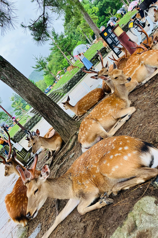 Private Nara Tour from Osaka – Meet at Your Hotel - Key points to know before booking