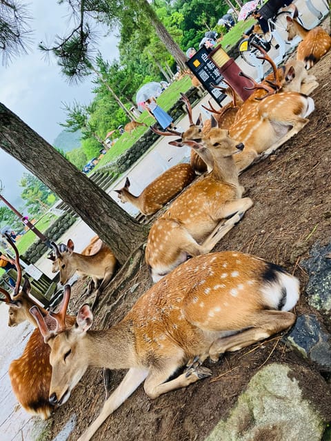 Private Nara Tour from Osaka – Meet at Your Hotel - Kofuku-ji makes a calm first temple stop