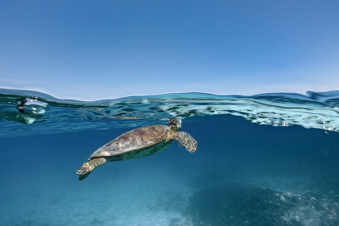 Private snorkeling tour Ishigaki island - Who will enjoy this four-hour outing most