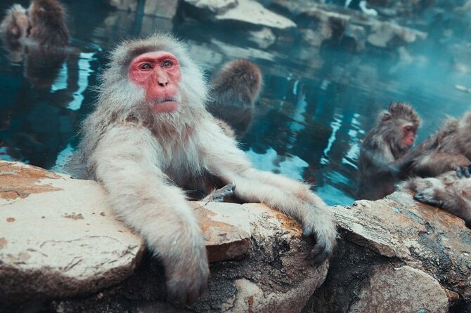 Private Snow Monkey Tour - Conveniently Resort Hop and Sightsee - Why this private Nagano day works so well