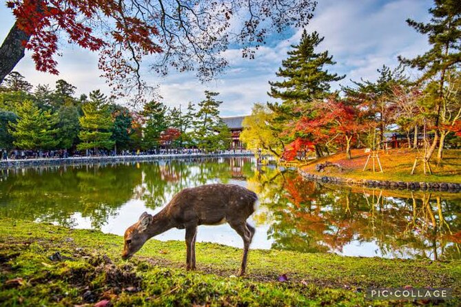 Private Tour Kyoto-Nara w/Hotel Pick Up & Drop off from Kyoto - One private day for Nara and Kyoto