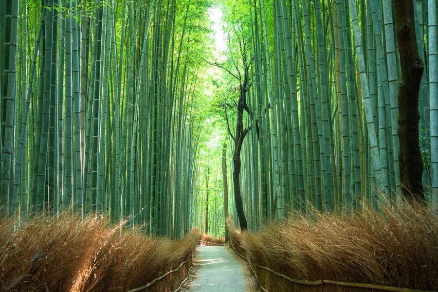 Private Tour to Monkey Park and Arashiyama Highlights - Kyoto views from the monkey park