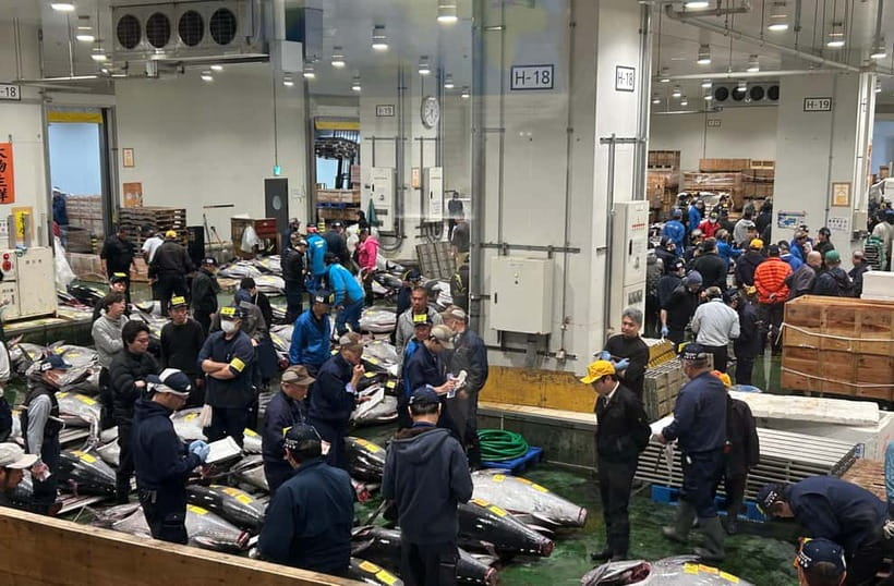 Private Toyosu & Tsukiji Market Adventure with Tuna Auction - Why the tuna auction is worth the early alarm