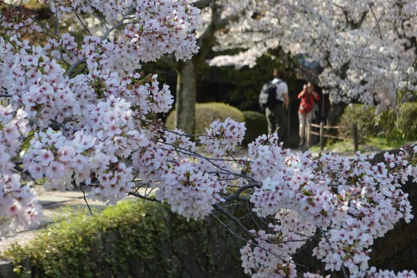 Sacred Pathways: Discover the Philosopher's Path of Kyoto - Why the Philosopher’s Path works so well on foot