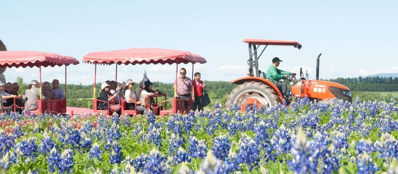 Sapporo: Furano Flower Sea & Biei Blue Pond Tour w/ Pickup - Farm Tomita and Furano’s summer appeal