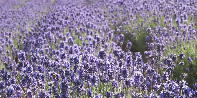 Sapporo: Furano Flower Sea & Biei Blue Pond Tour w/ Pickup - The bus ride is part of the deal