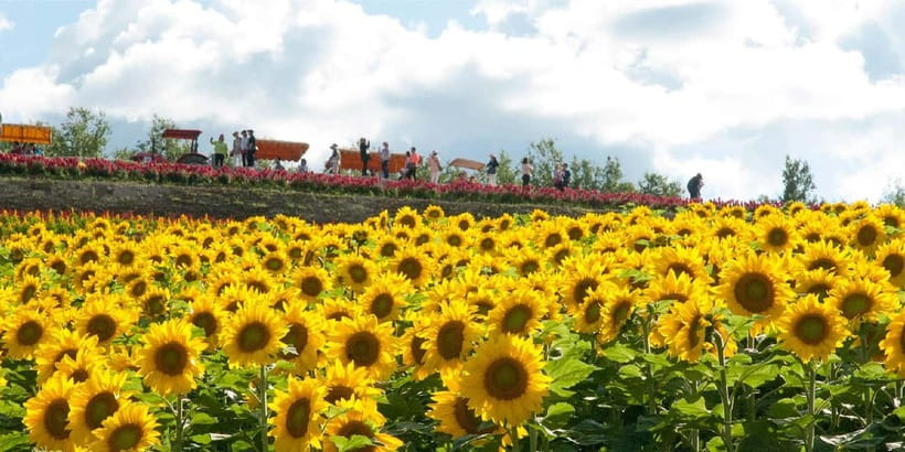Sapporo: Furano Flower Sea & Biei Blue Pond Tour w/ Pickup - Who should choose this day trip?