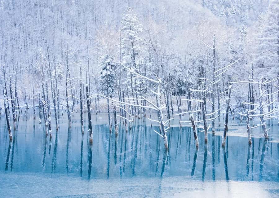 Sapporo: Furano Lavender & Biei Blue Pond Tour with Lunch - The guide makes a real difference