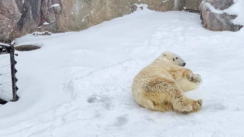 Sapporo Winter : Asahiyama Zoo (Penguin Fun & Snowmobile) - A winter day built around Asahiyama Zoo