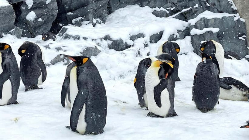 Sapporo Winter : Asahiyama Zoo (Penguin Fun & Snowmobile) - Ningle Terrace and the choice of a backup stop