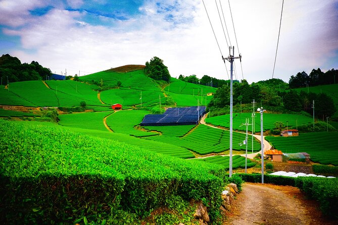 Scenic Green Tea Fields of Hidden Kyoto & Local Tea Exp (Private) - From Kyoto City to Wazuka’s Tea Hills