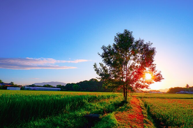 Scenic Green Tea Fields of Hidden Kyoto & Local Tea Exp (Private) - Who Will Enjoy This Day Most