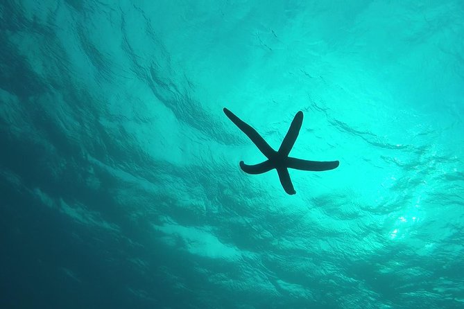 Snorkeling in the Blue Cave area【Okinawa Prefecture: Free feeding & photo images!English and Chinese speaking guide available! - The guides can make or break the morning