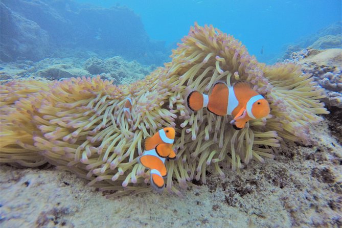 Snorkeling in the Blue Cave area【Okinawa Prefecture: Free feeding & photo images!English and Chinese speaking guide available! - Tropical fish, coral, and a close look underwater