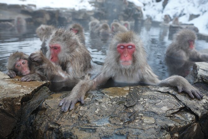 Snow Monkey Park & Miso Production Day Tour from Nagano - Key points to know before booking