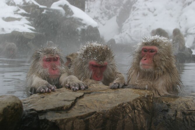 Snow Monkey Park & Miso Production Day Tour from Nagano - Obuse, chestnuts, and Hokusai’s final years