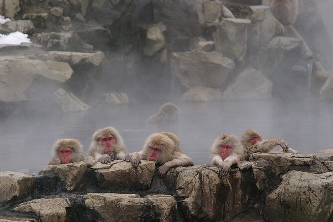 Snow Monkey Park & Miso Production Day Tour from Nagano - The walk to Jigokudani Monkey Park