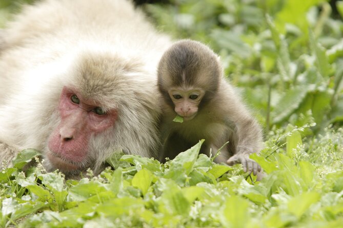 Snow Monkey Park & Miso Production Day Tour from Nagano - How the seasons change the experience