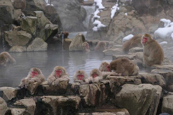 Snow Monkey Park & Miso Production Day Tour from Nagano - What the $176.04 price really covers