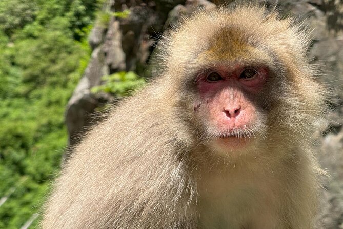 Snow Monkey Park, Soba Lunch and Shibu Onsen Tour - Your first public bath in Shibu Onsen