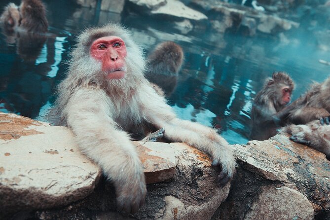 Snow Monkey & Shibu Onsen Afternoon Tour (Depart: Iiyama & Nozwa) - The cedar trail to Jigokudani Snow Monkey Park