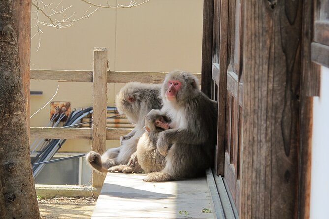 Snow Monkey & Shibu Onsen Afternoon Tour (Depart: Iiyama & Nozwa) - Kokugon-ji and the green-season version