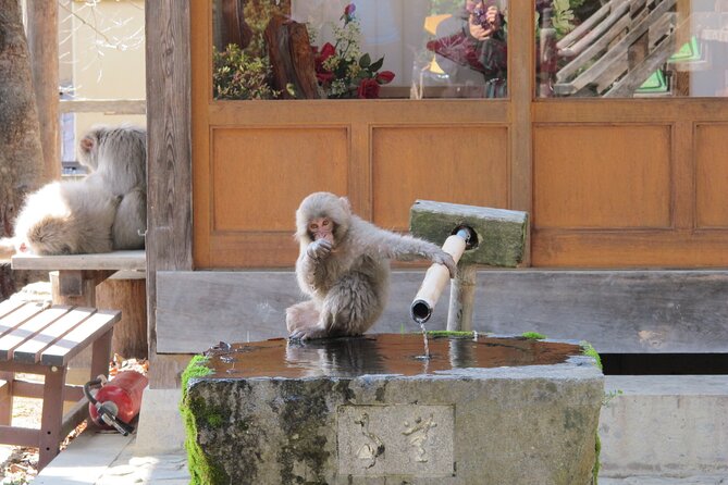 Snow Monkey & Shibu Onsen Afternoon Tour (Depart: Iiyama & Nozwa) - What to pack for the walk