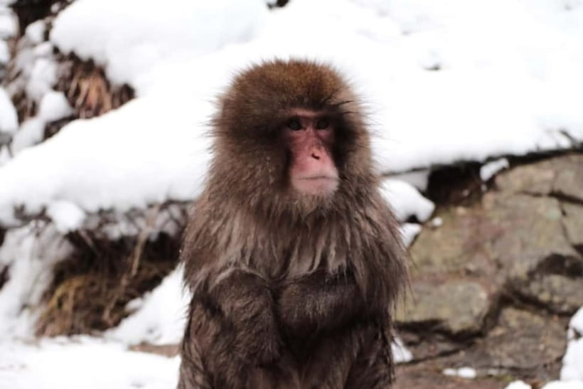 Snow Monkeys & Best of Nagano: Togakushi, Zenko-ji and more - Key points to know before booking
