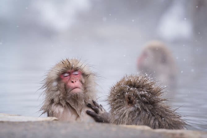 Snow Monkeys, Hokusai & Sake: A Perfect Day in Nagano - Key details that shape the day