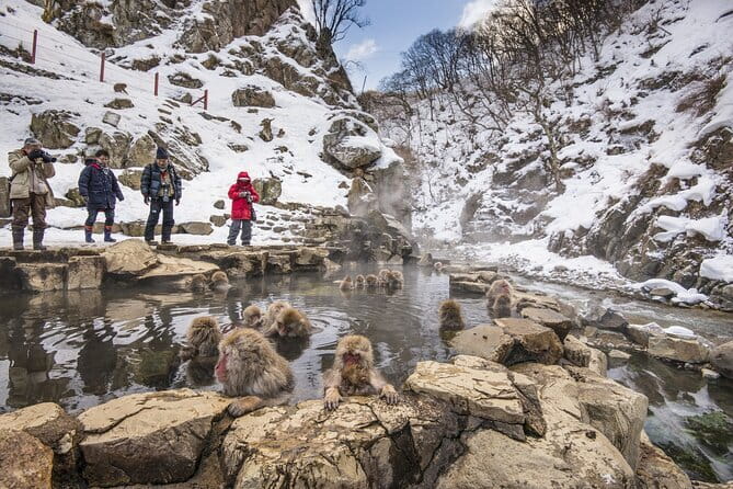Snow Monkeys, Hokusai & Sake: A Perfect Day in Nagano - What the price includes, and what it does not