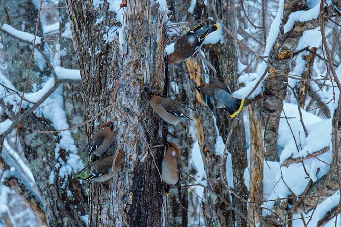 Snowshoe Adventures and Onsen Bliss Winter Escape in Furano - Communication With a Local Guide