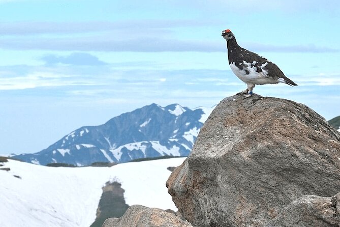 (Spring Only) 1-Day Snow Walls of Tateyama-Kurobe Alpine Route Tour - Starting at Nagano Station at 8:15 a.m.
