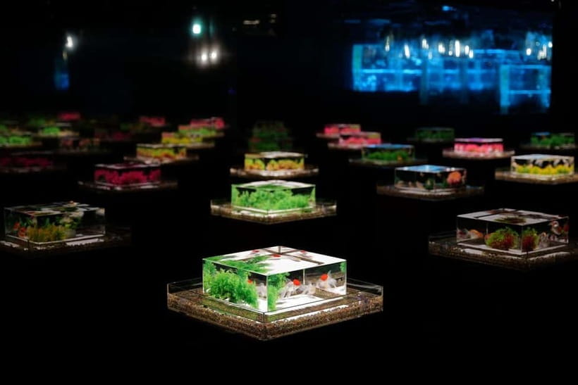 Tokyo: Art Aquarium Museum GINZA Entry Ticket - What your hour inside the museum feels like