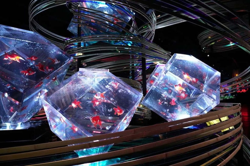 Tokyo: Art Aquarium Museum GINZA Entry Ticket - Why photographers will enjoy it