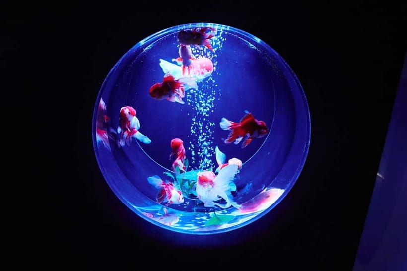 Tokyo: Art Aquarium Museum GINZA Entry Ticket - The displays: light, color, and moving fish