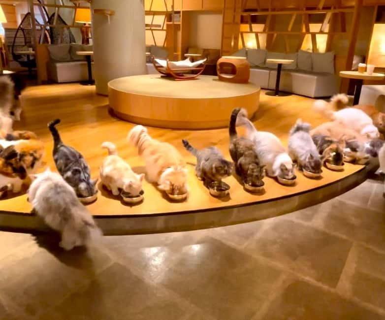 Tokyo: Gotokuji Cat Temple, Shinjuku Cat Cafe & 3D Cat Tour - Key points to know before booking