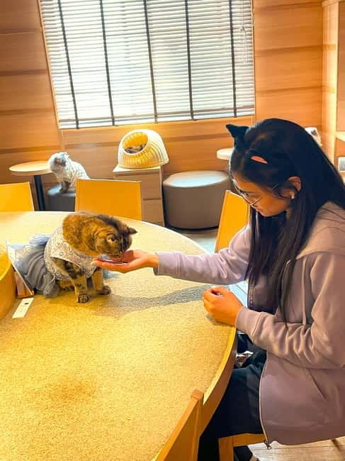 Tokyo: Gotokuji Cat Temple, Shinjuku Cat Cafe & 3D Cat Tour - Meeting beneath Shinjuku’s Giant 3D Cat