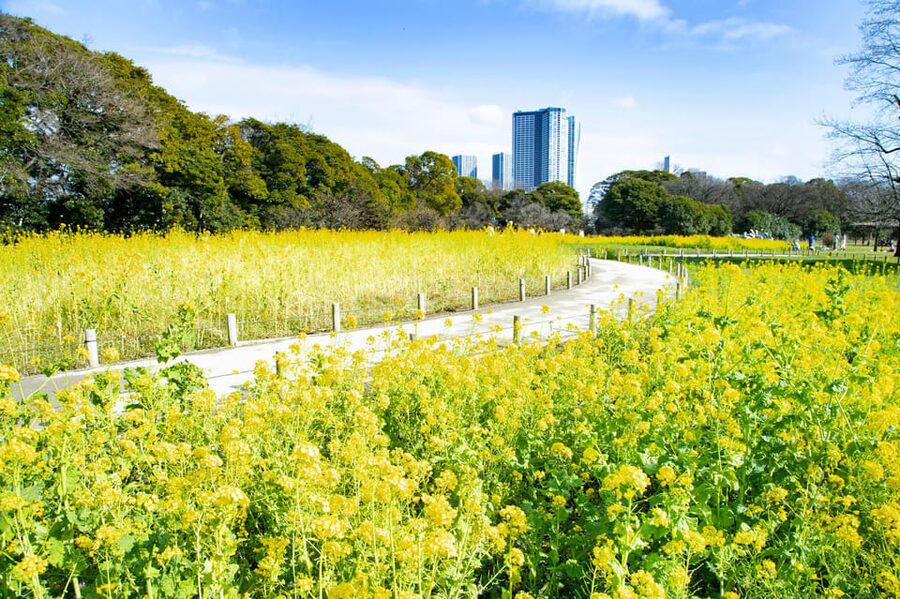 Tokyo: Hama-rikyu Gardens tour with Japanese Tea & Sweets - Key points to know before booking