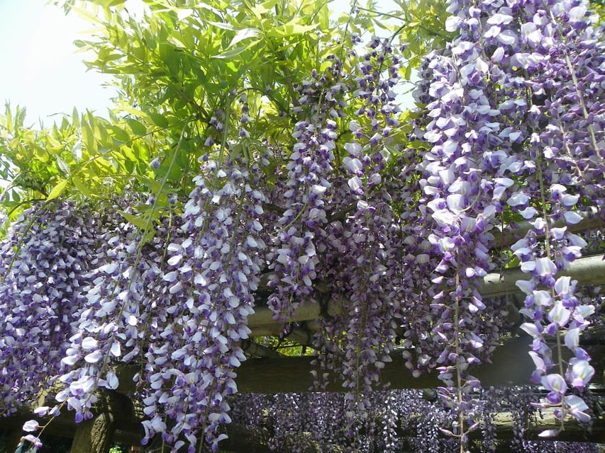 Tokyo: Hama-rikyu Gardens tour with Japanese Tea & Sweets - Entering through Otemon Bridge