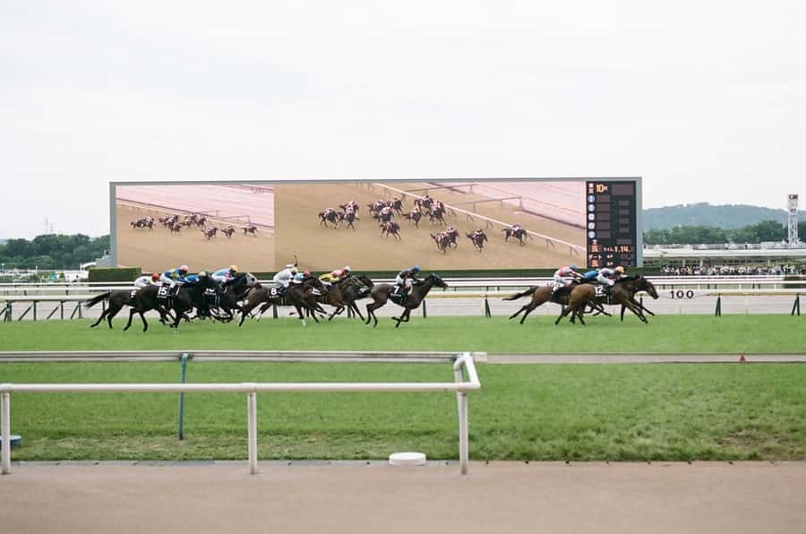 Tokyo: Horse Racing Tour with Local Fan - Key points at a glance